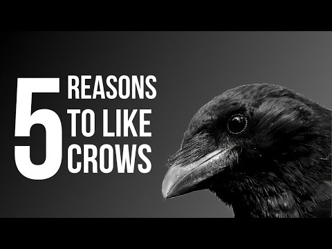 5 Reasons To Like Crows