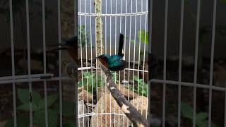 Download lagu Kolibri wulung gacor dor mp3 Download lagu Kolibri wulung gacor dor mp3