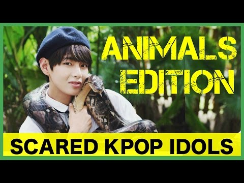 Scared K-Pop Idols: Animals Edition 1