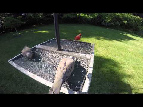 Bird Feeder Cam Cardinal and Mourning Doves