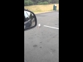 Land Gull