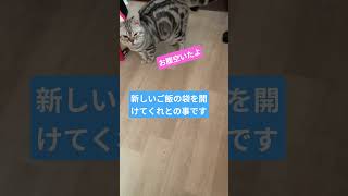 #cat#ねこ