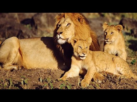 LION PRIDE in Luangwa Valley 2021 - Wild Planet Documentary (Full HD 1080p)