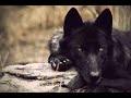 Волк одиночка - Lone wolf 