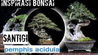 Download lagu inspirasi bonsai santigi pemphis acidula... mp3