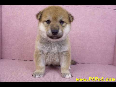 12/10赤色柴犬母幼犬