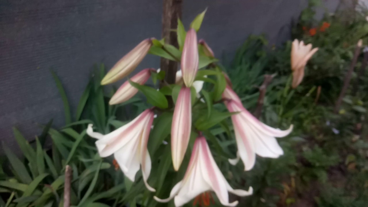 Лілія Garden Affair