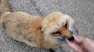 Coming home to Finnegan Fox