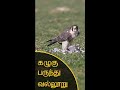 கழுகு பருந்து வல்லூறு வித்யாசம் EAGLE Vs HAW