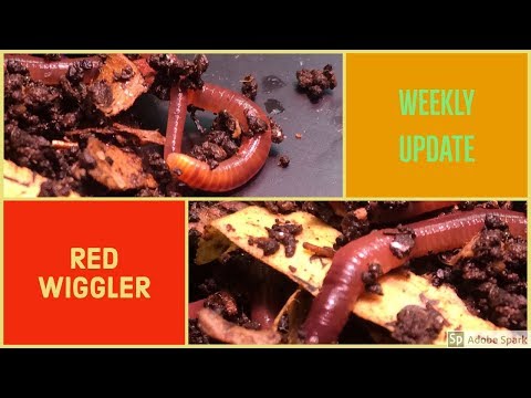 Red Wiggler Update:  8th Month