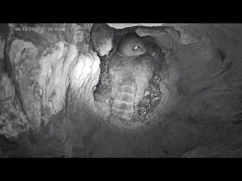 Tulsa Male Barred Owl takes over incubating duty 14 04 2020 01 28