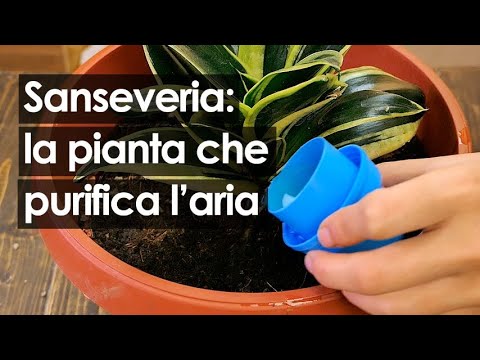 , title : 'Sanseveria: come coltivare in casa la pianta che purifica l'aria'
