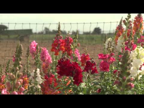 download lagu mp3 mp4 Madame Butterfly Snapdragon Flowers, download lagu Madame Butterfly Snapdragon Flowers gratis, unduh video klip Madame Butterfly Snapdragon Flowers