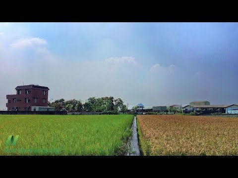 How Risky is the Arsenic in Rice?