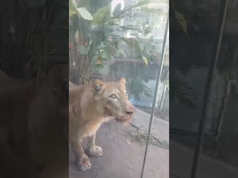 Man mauled to death by lioness after climbing zoo enclosure
