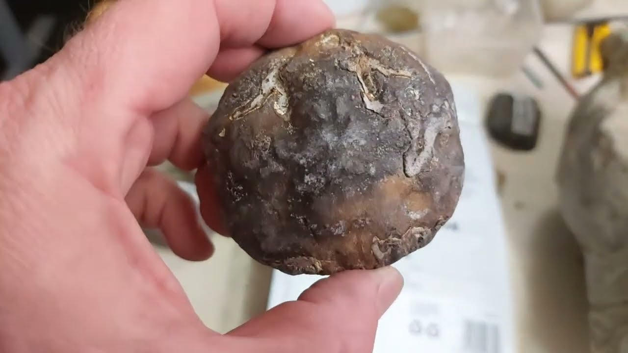 Mamlambo Fossils is live!