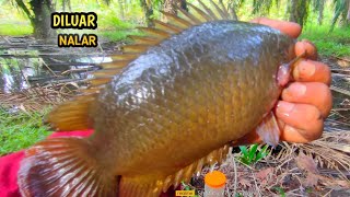 Download lagu YA TUHAN !! Betok terbesar ada di spot ini mancing betok monster di rawa pedalaman riau mp3 Download lagu YA TUHAN !! Betok terbesar ada di spot ini mancing betok monster di rawa pedalaman riau mp3