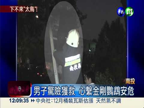 搶救金剛鸚鵡! 男子困4樓高大樹