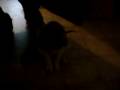 Hissing Cat