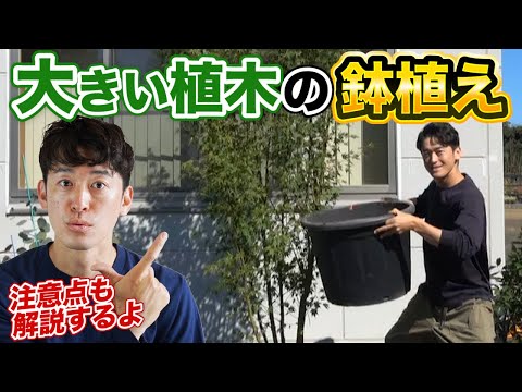 イロハモミジを地植えと鉢に植える方法