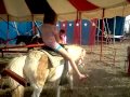 Circus Horses
