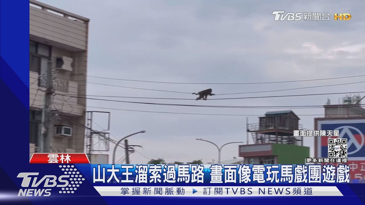 猴子去上學？溜索過馬路　「斥候猴」先遣探路