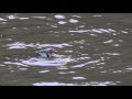 Cormorant Trying To Eat Huge Eel