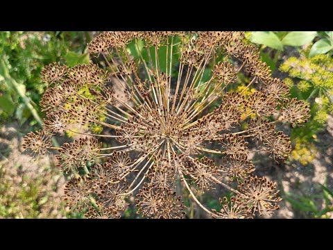 ANETO - RICONOSCIAMO LE OMBRELLIFERE CON CAPRAECAVOLI - Anethum graveolens Apiaceae