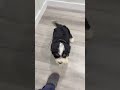Mini Bernedoodle dogs for sale: Cody - Video 1