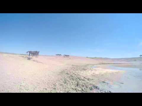 Wild Horses check out the GoPro