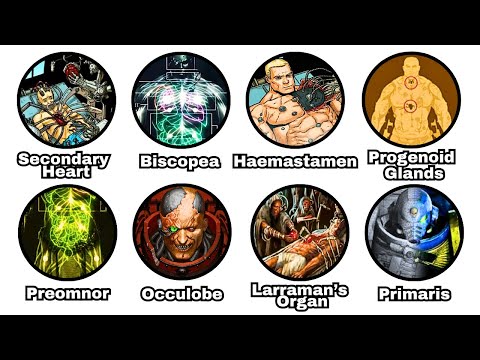 Every Gene-Seed Organ Explained in 17 Minutes