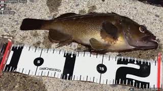 【日本1周釣り】函館の夜釣りは根魚の無双地帯【北海道】