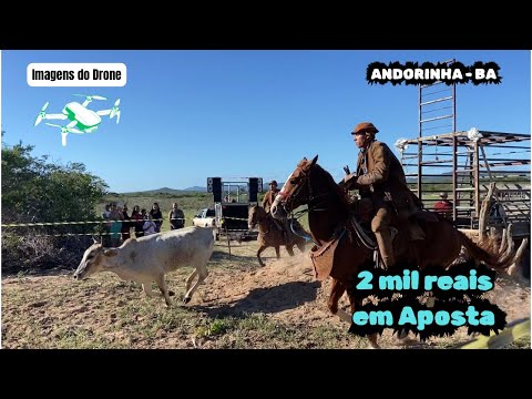 A Vaca mais temida do Norte Baiano correu outra vez
