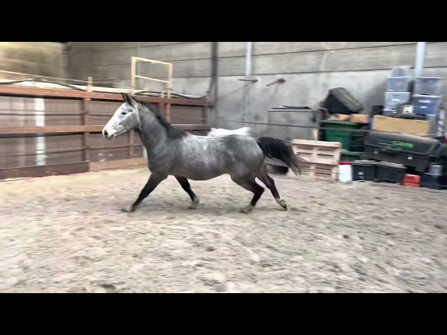 Zorro playing in the paddock