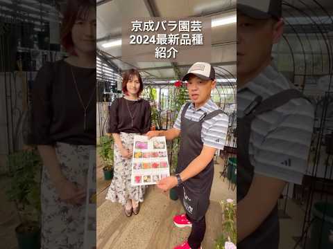 園芸 変化するチャイニーズローズ、バタフライローズ