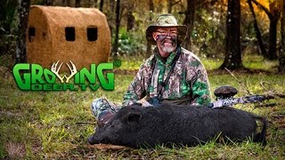 Bow Hunting! Prime PIG HUNT in South Florida:  (#329) @GrowingDeer.tv