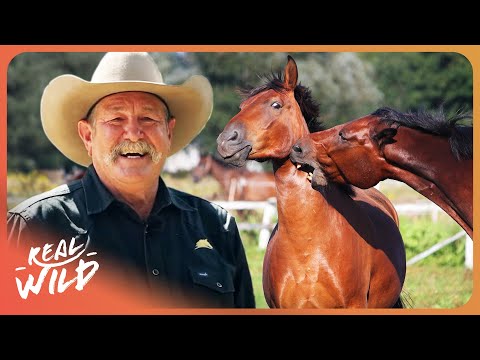 I Have 7 DAYS To Train The Wildest Horses... Here's What Happened
