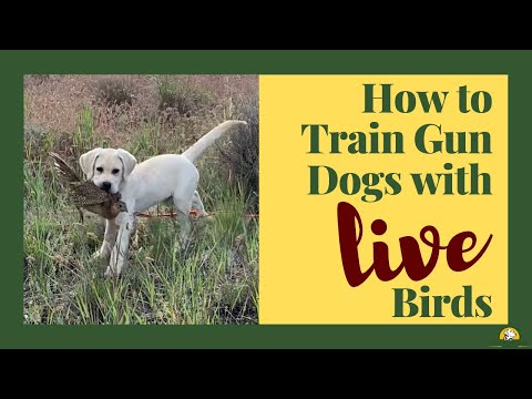 Easy Retriever Training with Live Birds