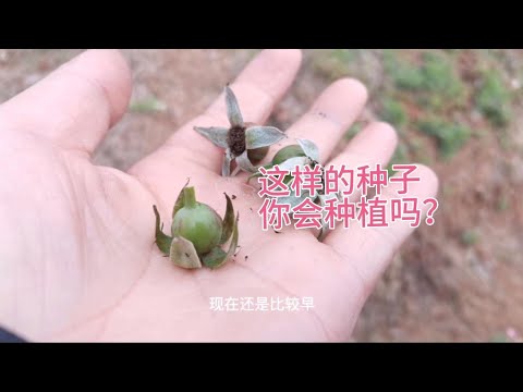 月季種子種植