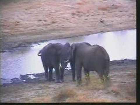 Cape Buffalo & Elephants Pt.2