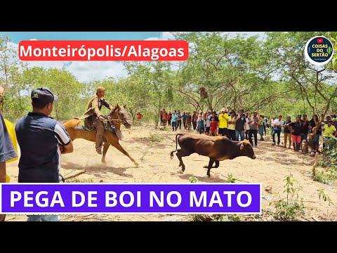 Pega de boi no mato em Monteirópolis/Alagoas 