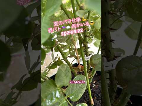 光沢のあるバラ 植物