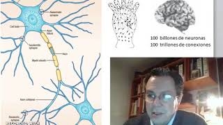 Organización general del tejido nervioso Neurona