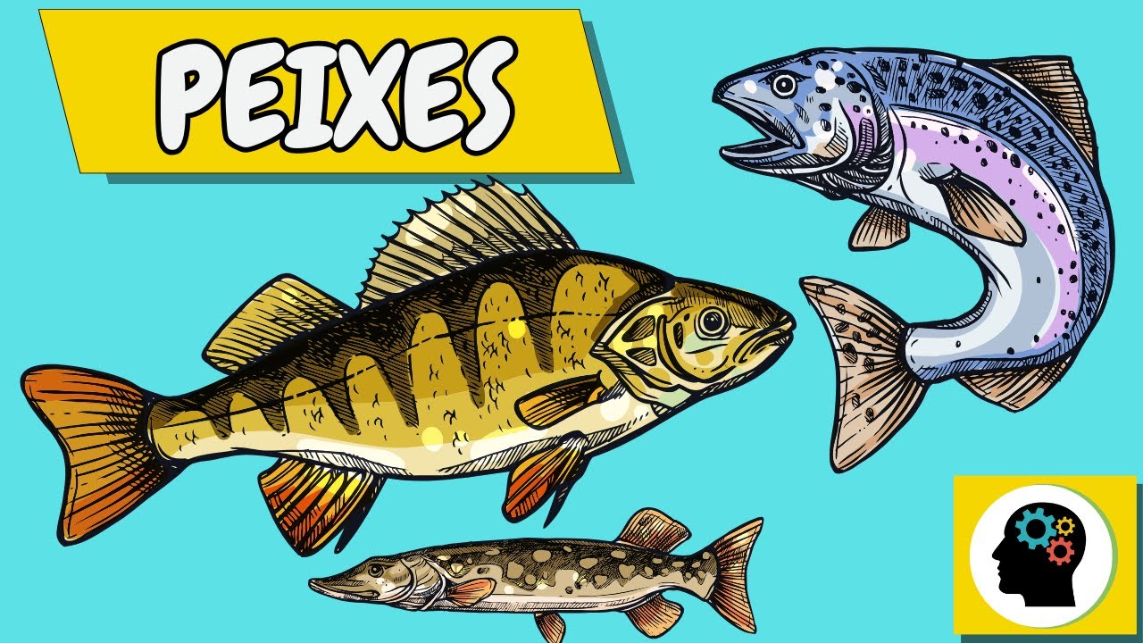 RESUMO sobre a classe dos PEIXES - Aprenda em 10 minutos