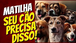 O que é matilha e porque ela é importante para o cão