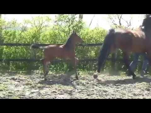 2016 Morricone filly