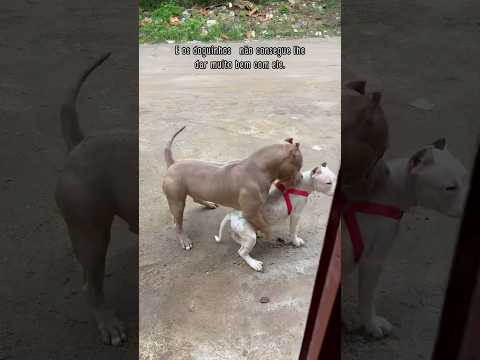 This happened yesterday and nothing can be done #pitbull #animals #dog #pets