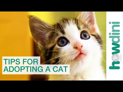 Cat Adoption & Rescue: Tips for Adopting a Cat from a Shelter