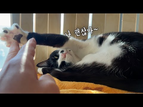 자기 괜찮다고 아빠 안심 시켜주는 고양이