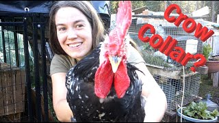 Quieting a Rooster with a Crow Collar